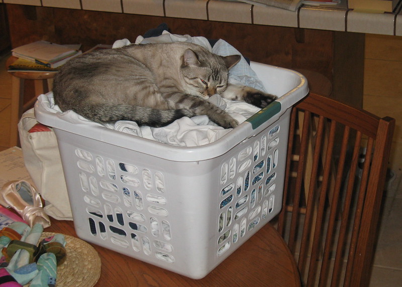 cat sits on laundry basket