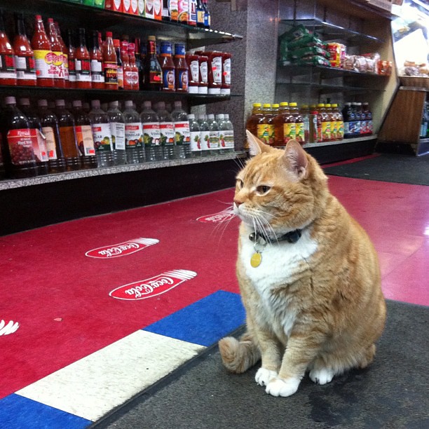 cat sits in convenience store