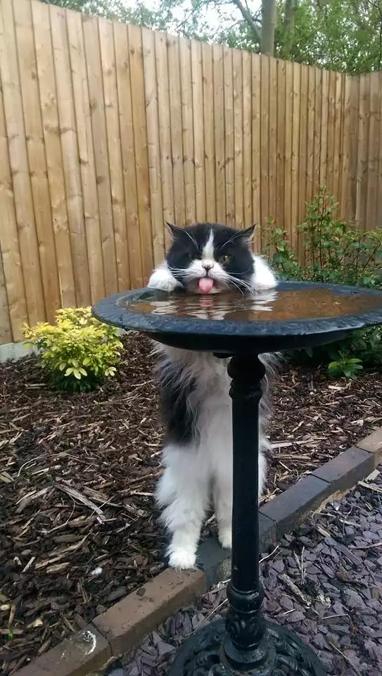 Cat stands on hind legs to drink from birdbath 