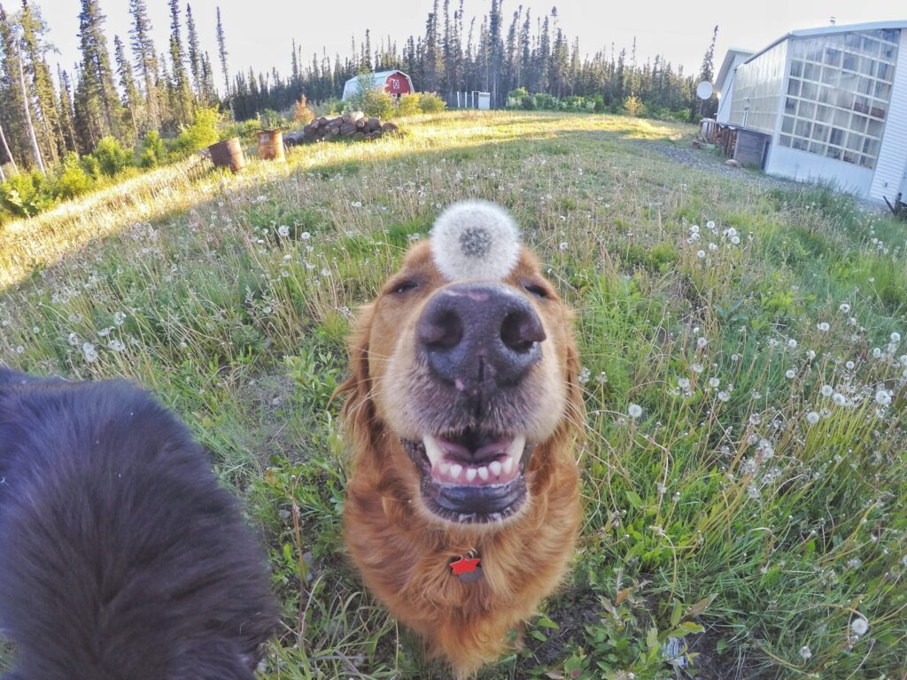 Golden retriever with perfectly round dandelion on the bridge of its nose