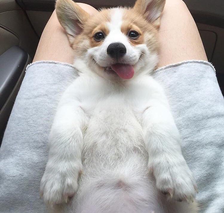 Corgi puppy lies on back, with tongue hanging out