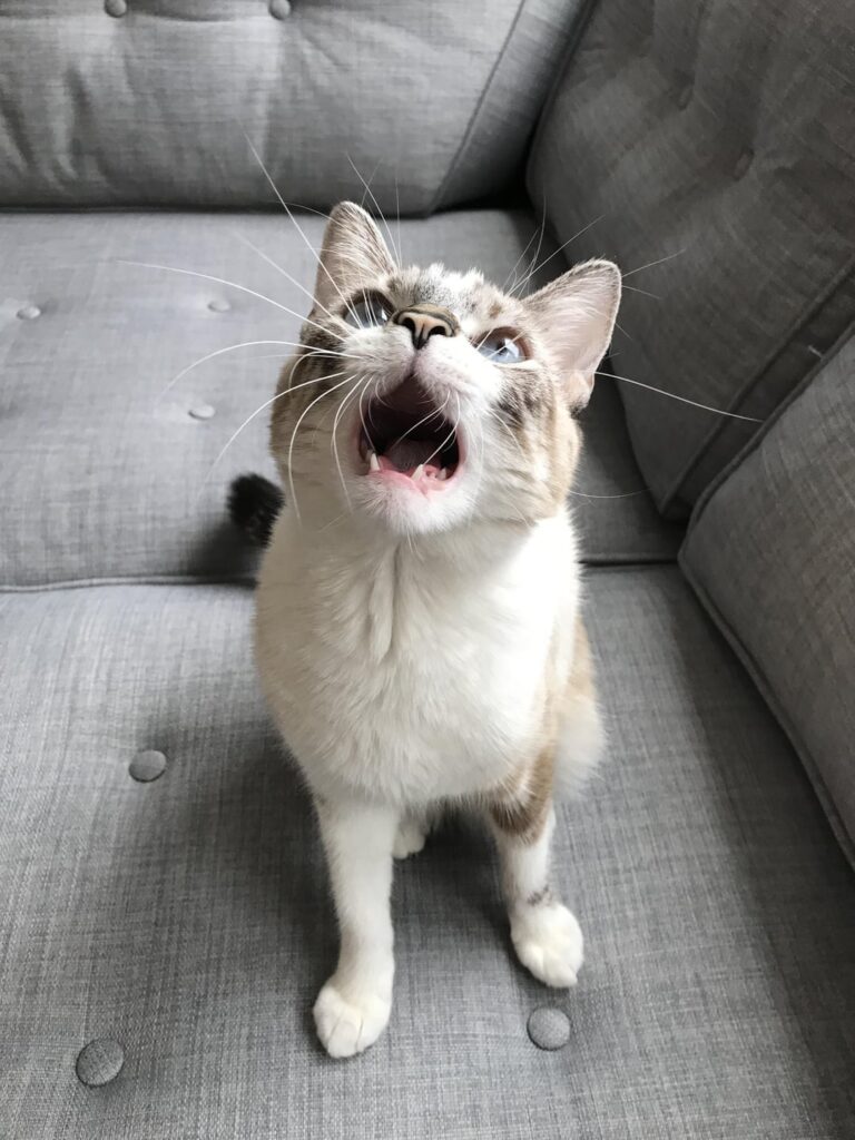 Cat looks up with mouth open, as if speaking