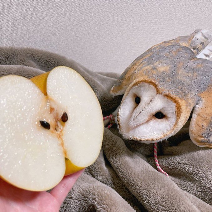 Owl looks at an apple sliced in half. 