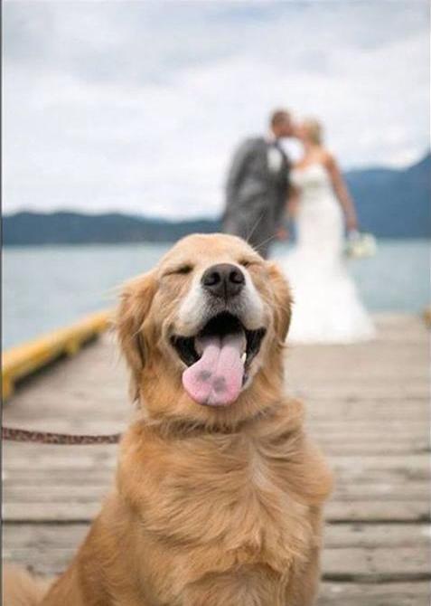 Dog in foreground with just married couple kissing in background 