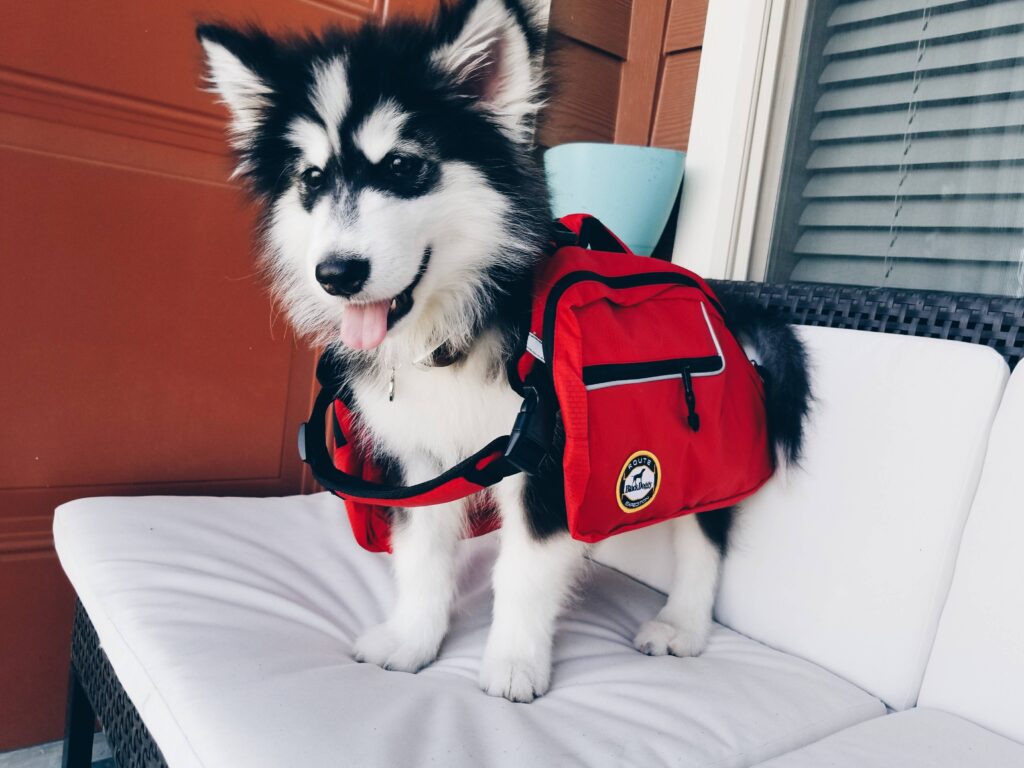Malamute puppy wears red side packs that are much too large