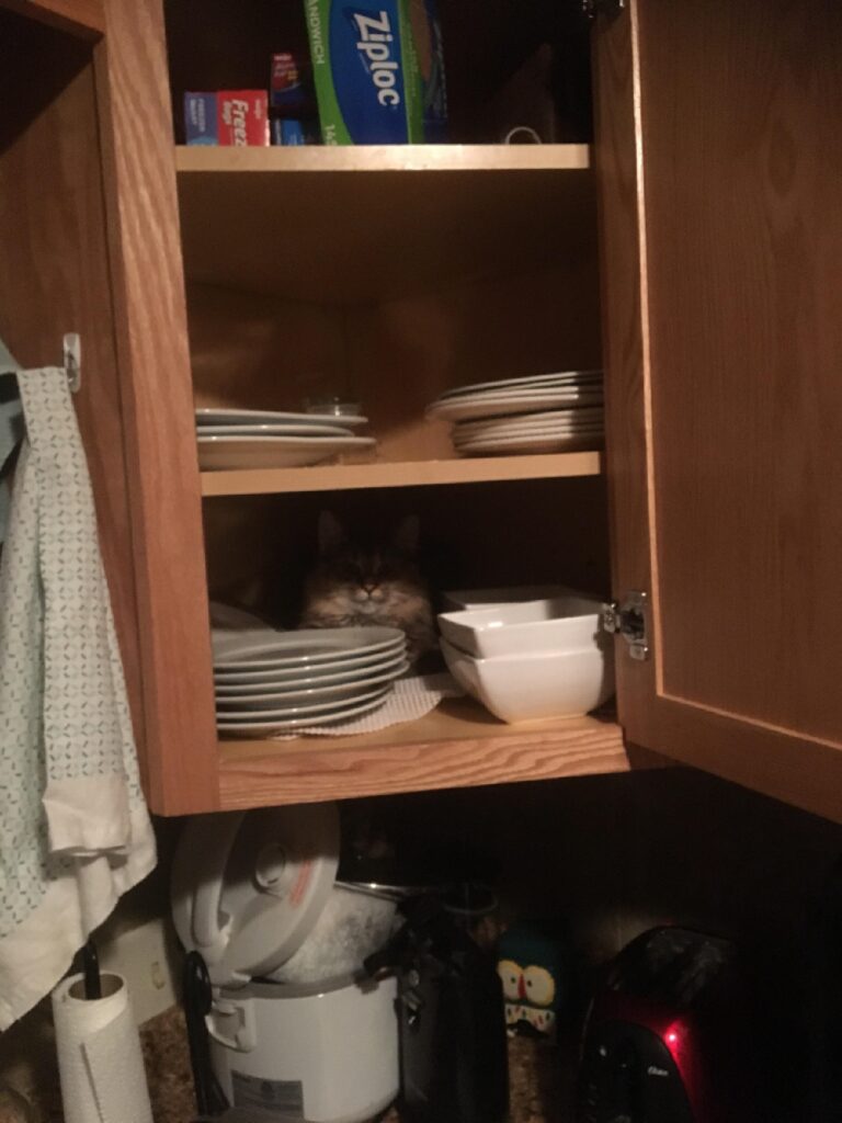 Cat hides in kitchen cupboard