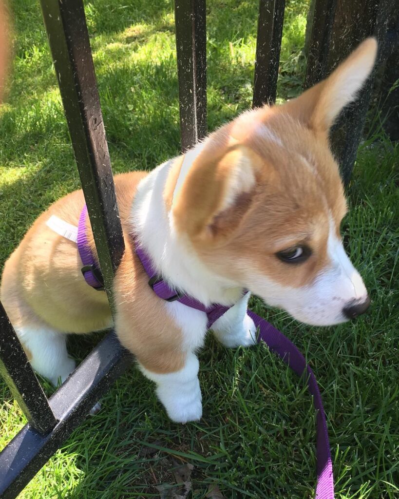 Corgi puppy stuck in iron fence looks up