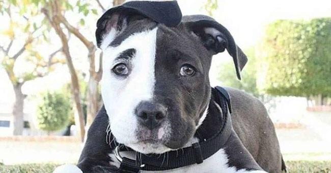 Dog with unusual face markings, one half white and the other black