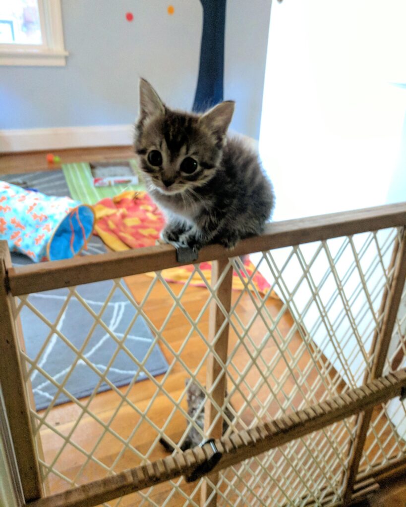 Kitten sits on top of fence meant to keep her in one room