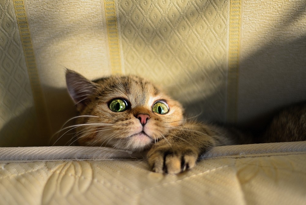 Cat emerges from under sofa cushion