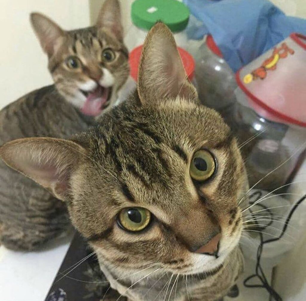 Two cats. One looks directly at you while other in background makes a silly face