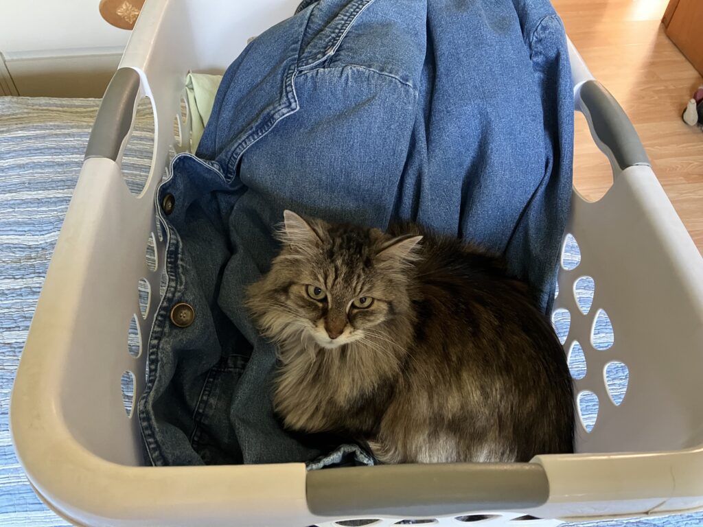 Cat looks at you from inside laundry basket
