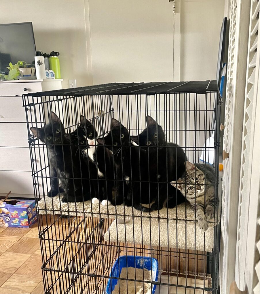 Five kittens in a cage tilt their heads at the same angle 