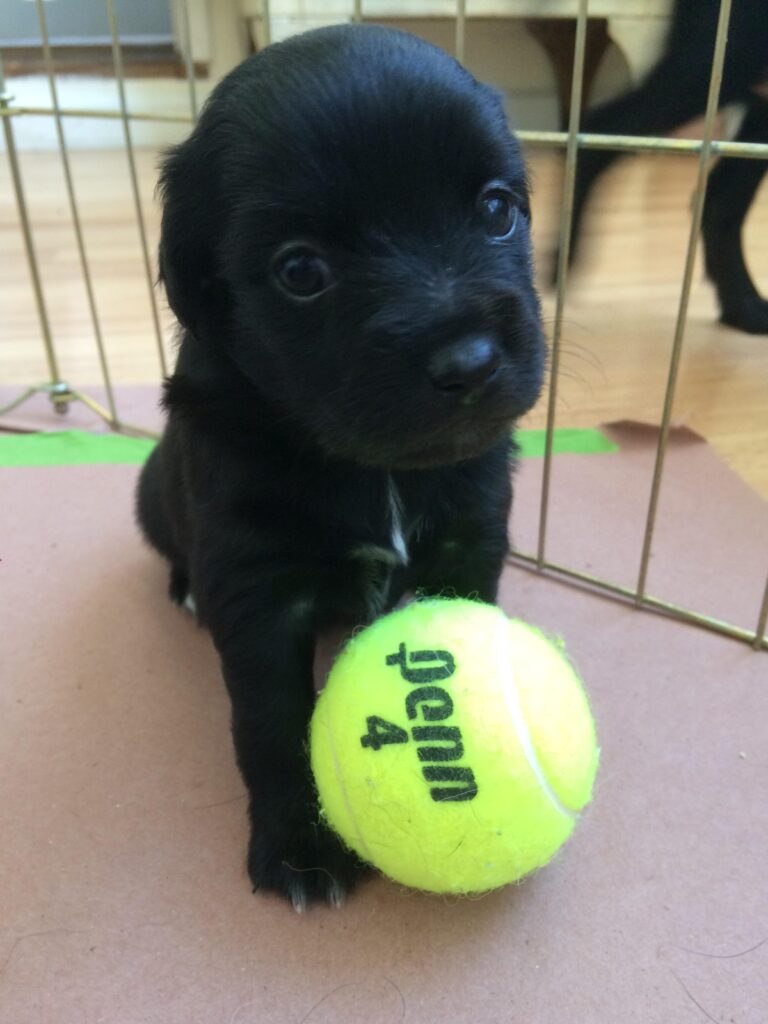 Small puppy poses behind tennis ball with the number four on it