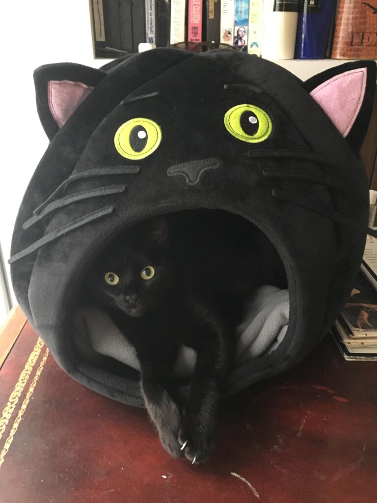 Black cat lies inside cat bed shaped like a black cat head