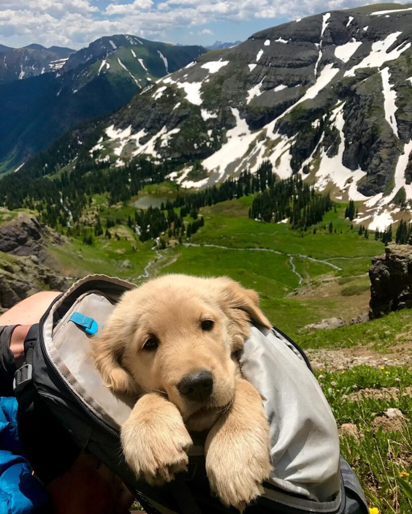 Tired looking dog in backpack with snow capped mountains in background