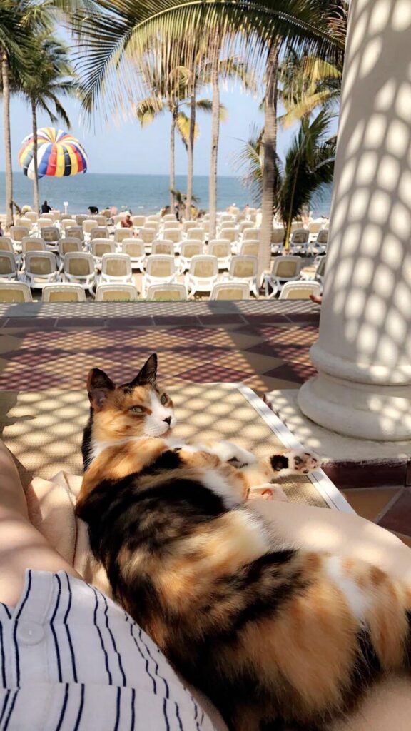 Cat relaxes on lounge chair overlooking rows of chairs near the beach