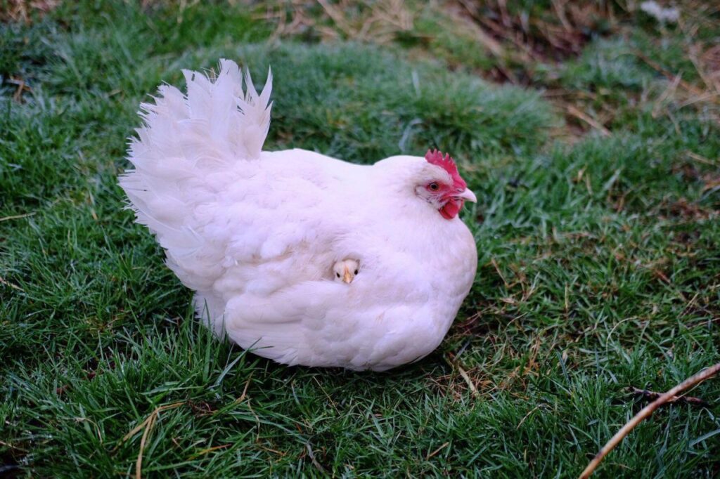 Chicken hides under wing of mother hen, so that only its face appears