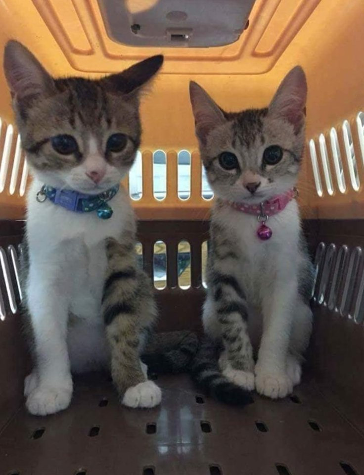 two kittens sit in a carrier. each kitten has a matching pattern on 