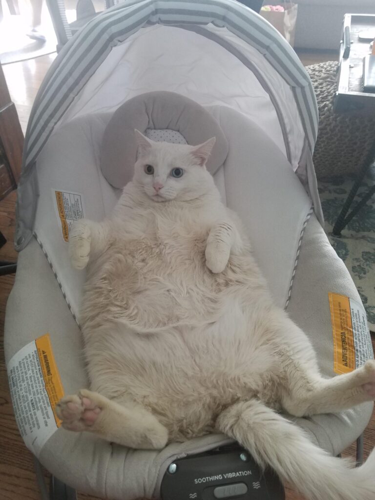 fluffy and fat white cat lies on her back in a white baby cradle.