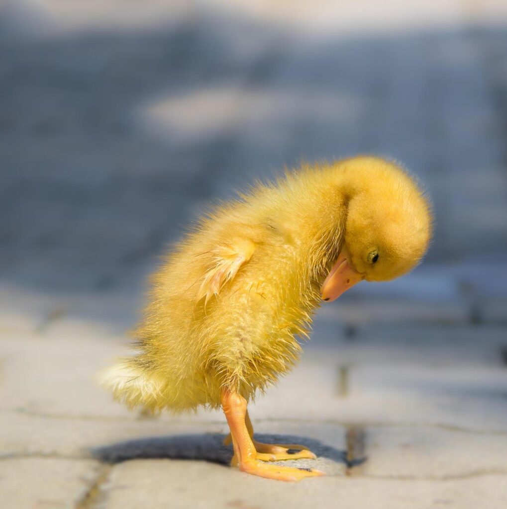 Cute yellow duckling contemplates its feet