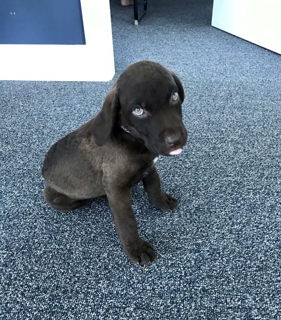 Black puppy looks up at you, with his tongue stuck out ever so slightly