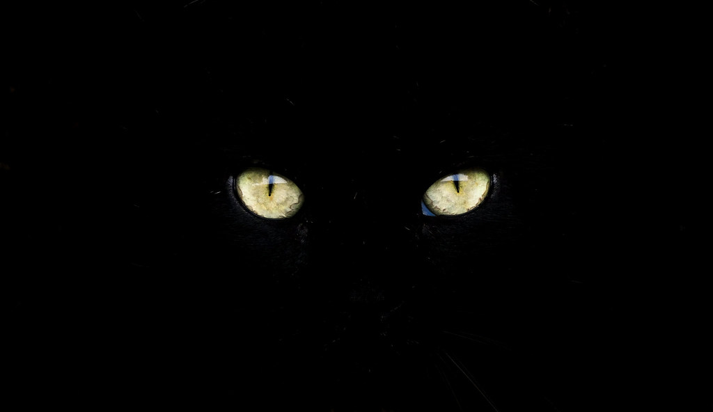 yellow cat eyes against a black background