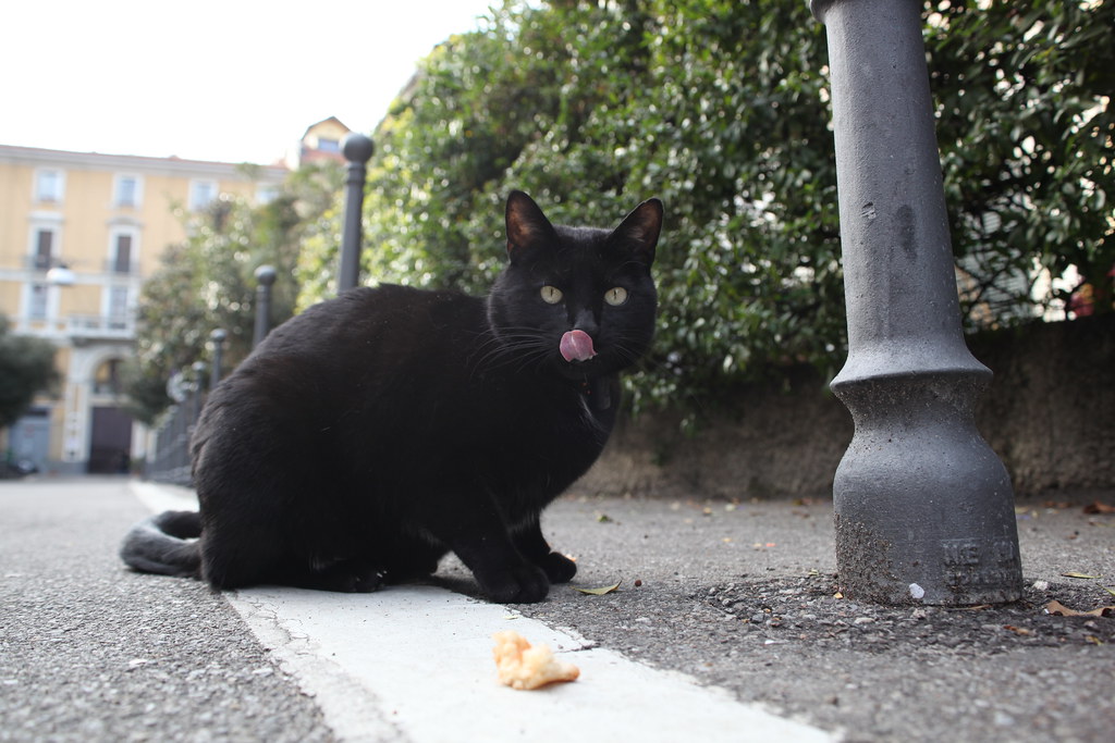 black cat on sidewalk licking its nose