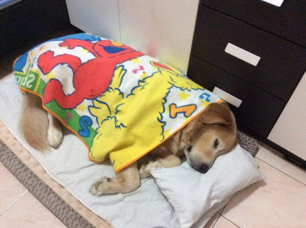 dog sleeps on mattress, covered by blanket decorated with Elmo and Big Bird from Sesame Street