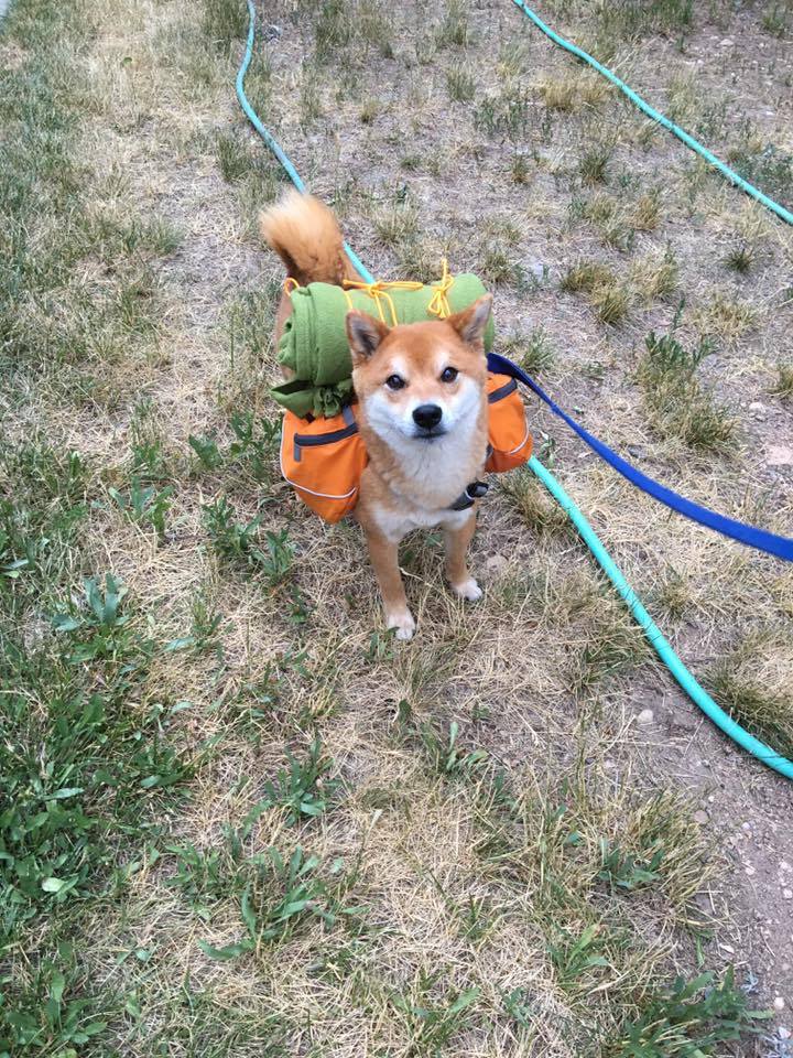 Shiba Inu dog looks up at you wearing a backpack and bed roll