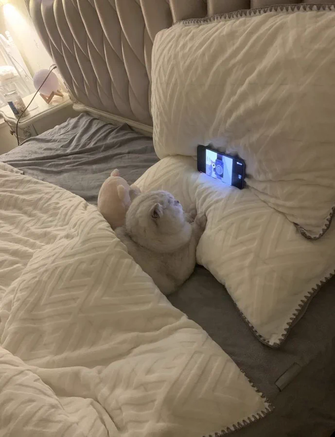 Small white cat sits under the bed covers with a stuffed animal, both watching a smartphone screen propped up on a pillow