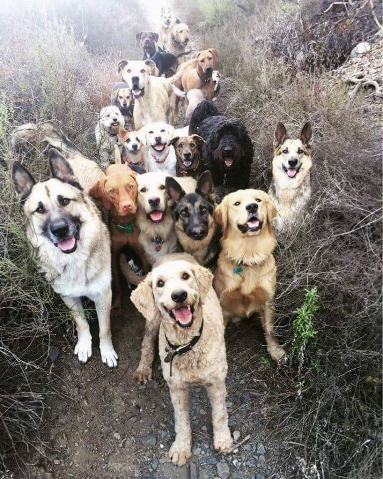 Large group of dogs in a forest clearing. One dog out in front appears to be talking to you.