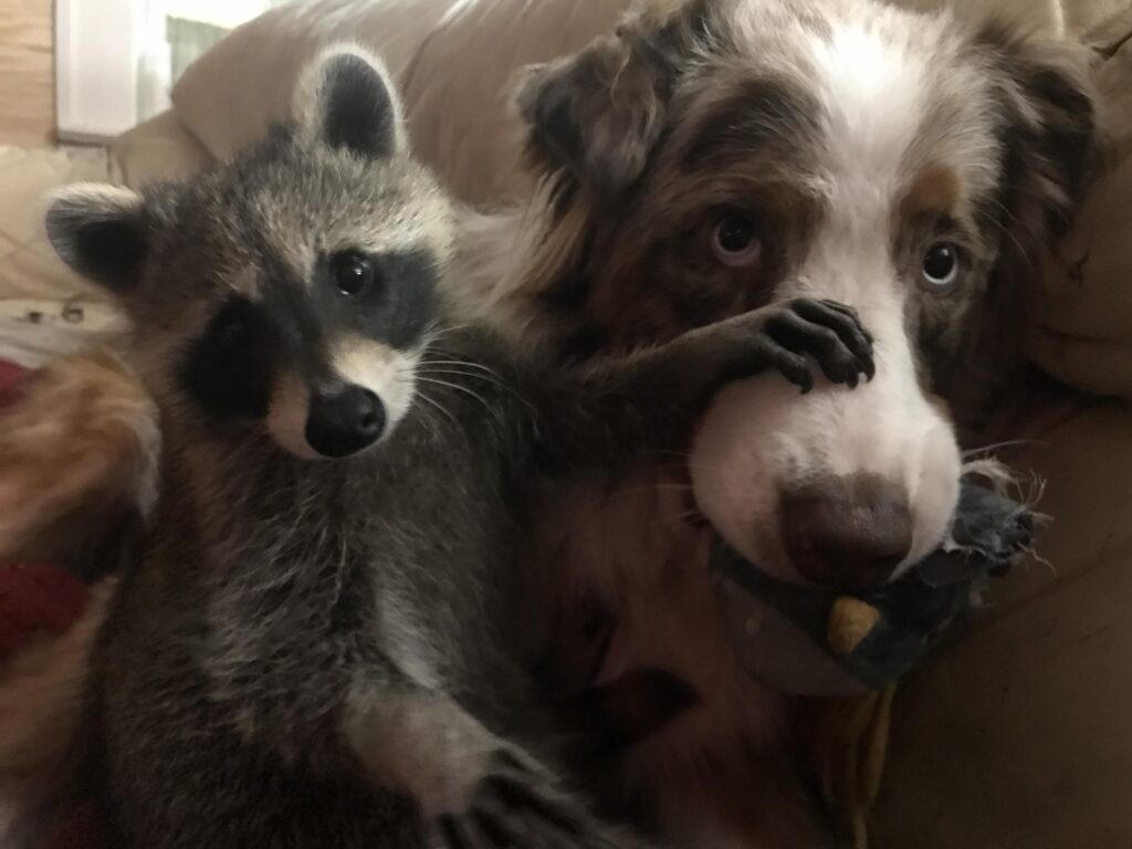 Raccoon puts paw on nose of dog. 