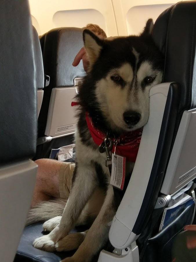Husky dog sits in seat on commercial airliner.