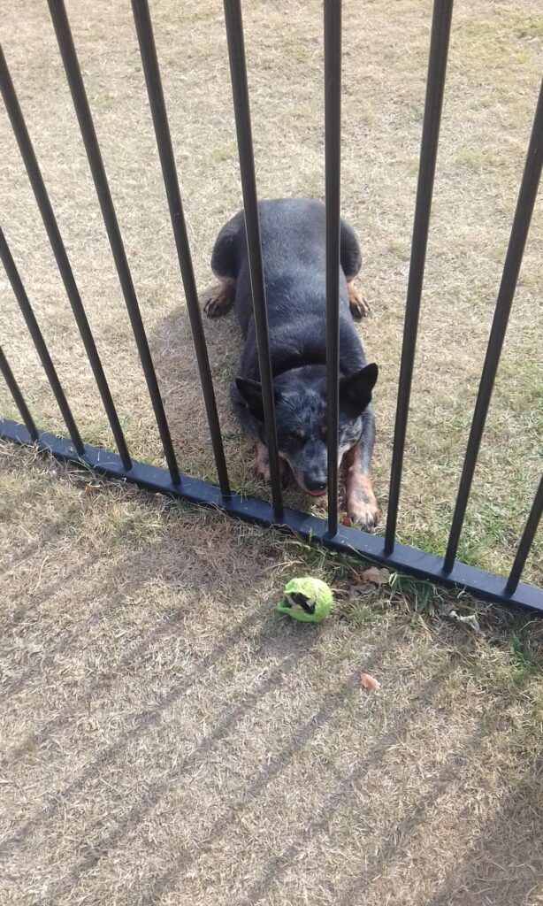Dog looks at ball on opposite side of metal fence