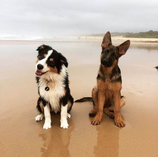 Two dogs on a beach tilt their heads at the same angle