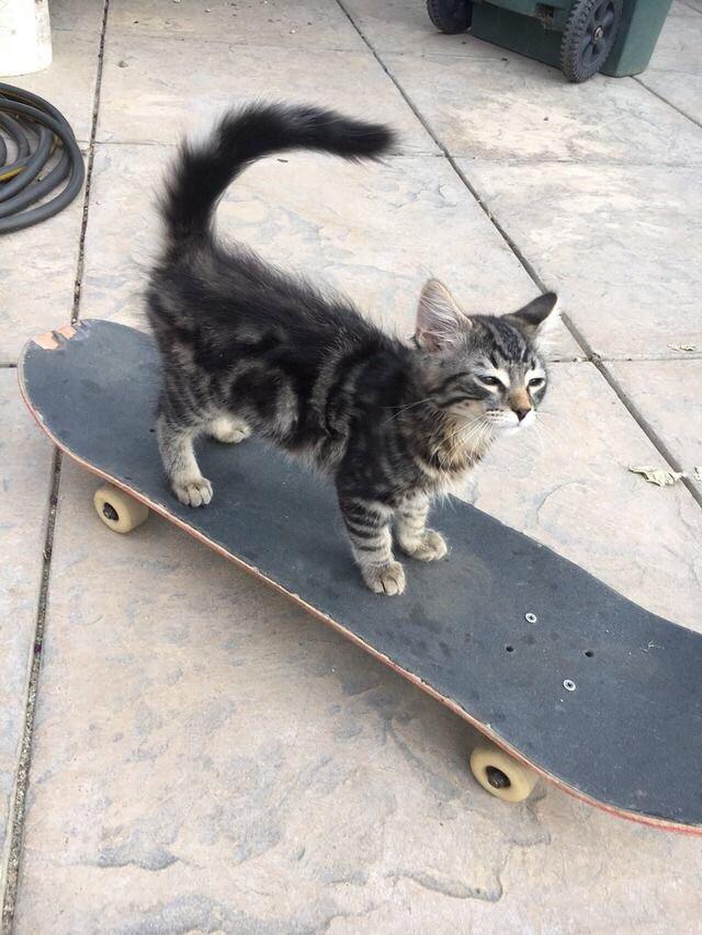 Kitten stands on skateboard 