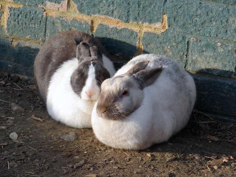 Two rabbits sit next to each other with their paws tucked under their bodies, looking like a pair of bunny slippers