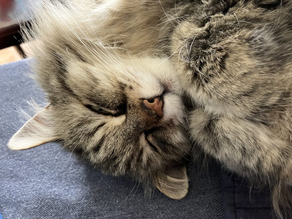 Cat sleeps with her paws tucked under her chin. 