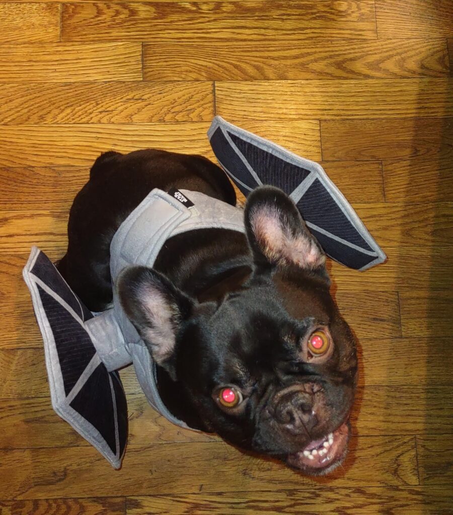 French bulldog wears costume inspired by TIE fighter from Star Wars. 