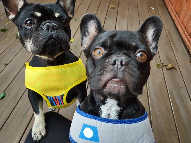 Two French bulldogs wearing Star Wars-themed halter vests