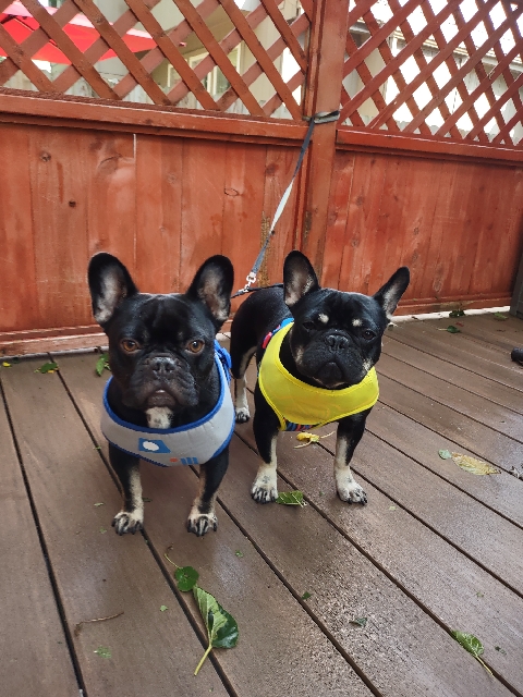 Two French bulldogs wearing Star Wars-themed halter vests