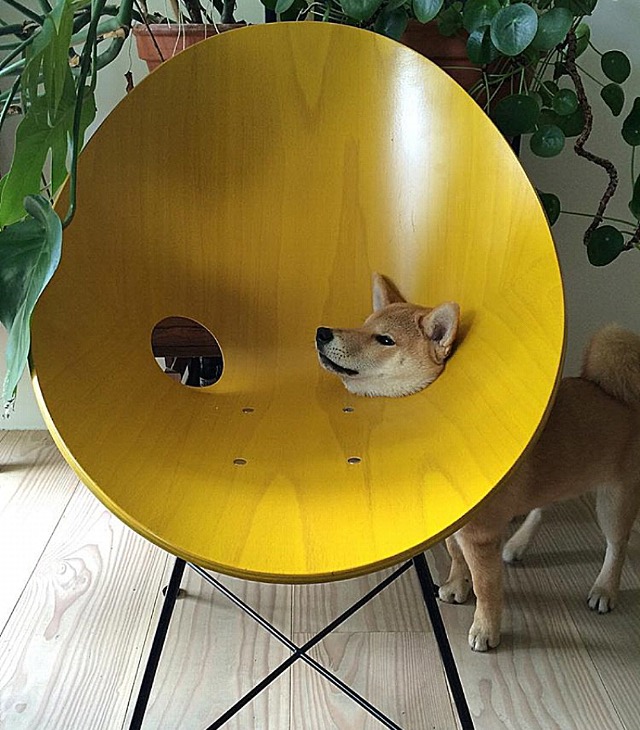 dog has head stuck in one of two holes at base of wooden chair, creating a cone like effect.