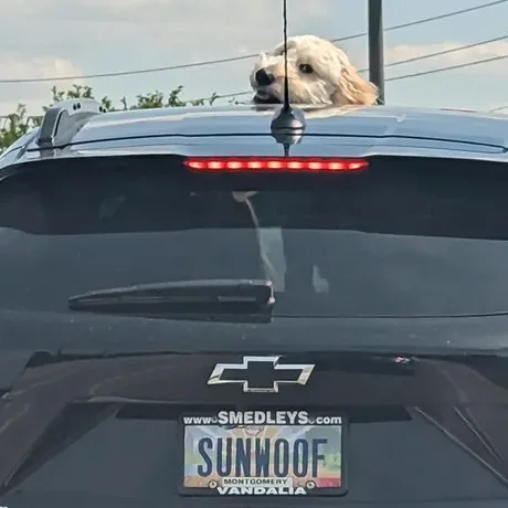 Photograph of the back of a car with the license plate SUNWOOF. A dog is poking his head out of the sunroof and looking at us.