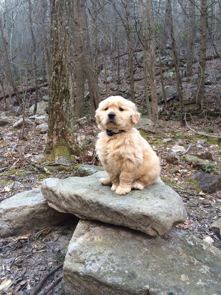 Cute puppy sits on rocks in front of a dense forest 