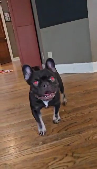 French bulldog looks at camera with glowing red eyes