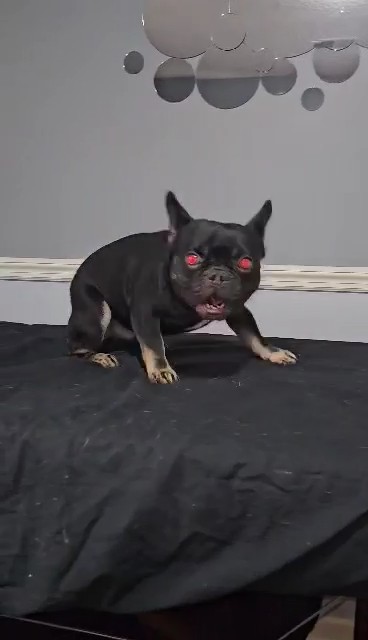 French bulldog looks at camera with glowing red eyes.