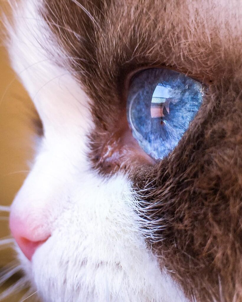Close up image of cat eye with window reflection 