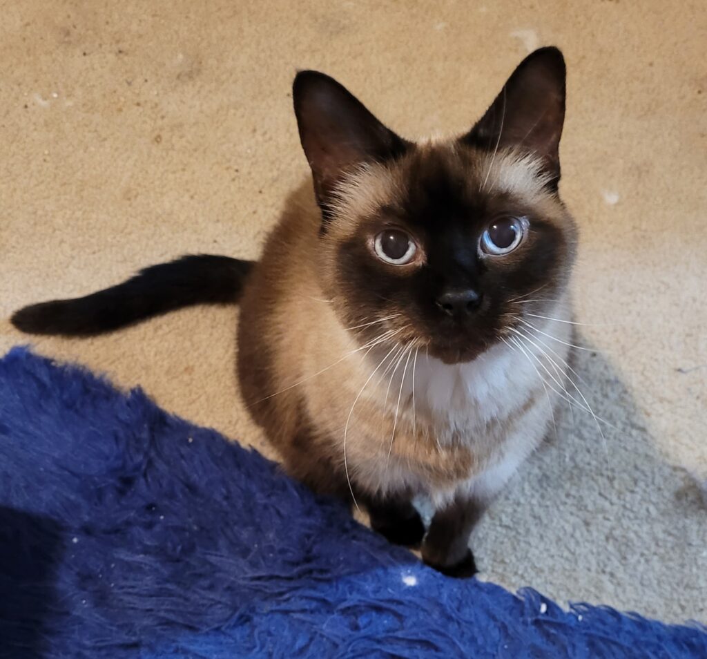 Handsome Siamese cat looks up at you