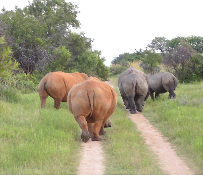 Rhinoceroses viewed from behind
